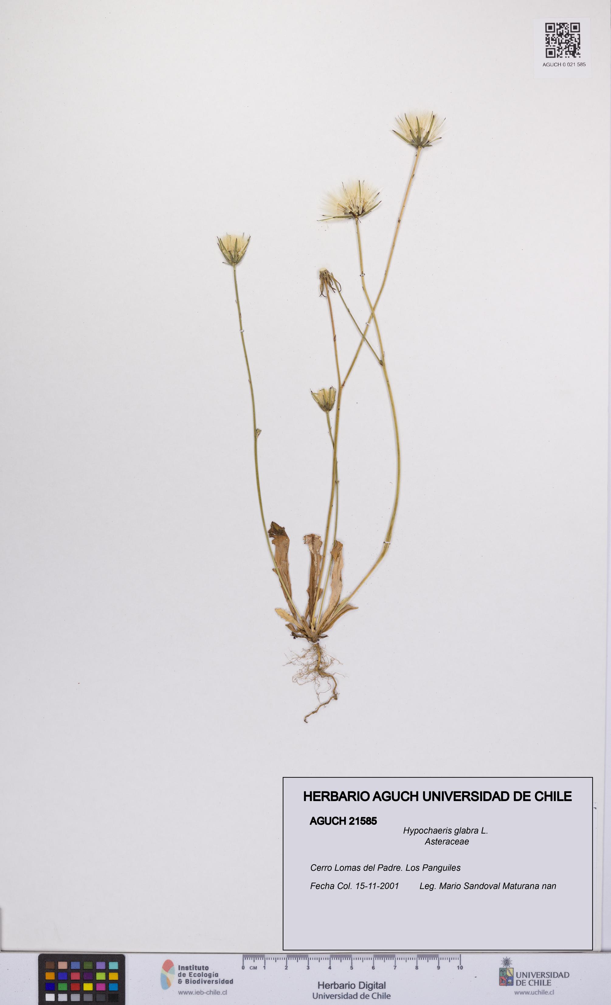 Hypochaeris glabra [Espécimen: UCH:AGUCH:0021585]