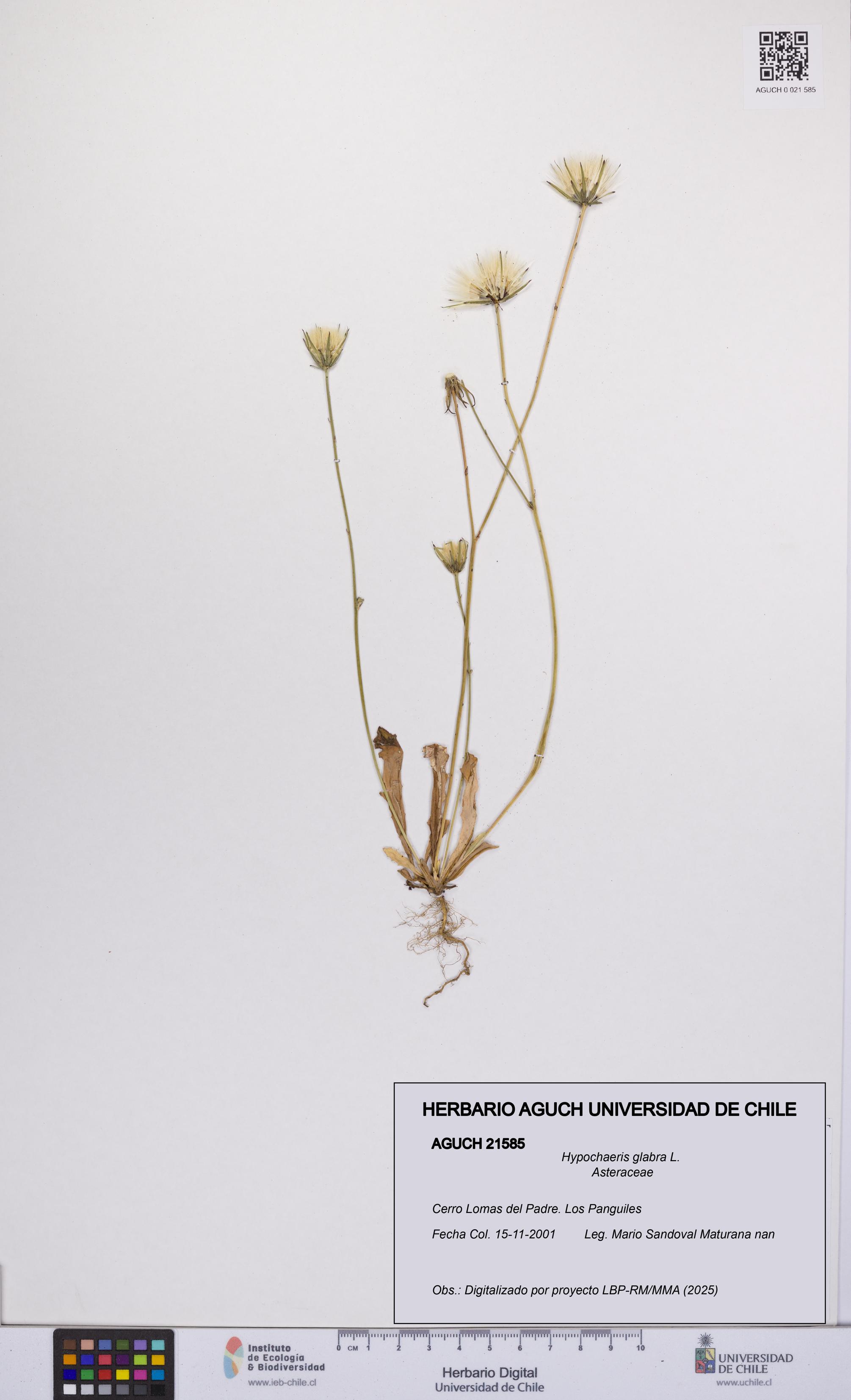 Hypochaeris glabra [Espécimen: UCH:AGUCH:0021585]
