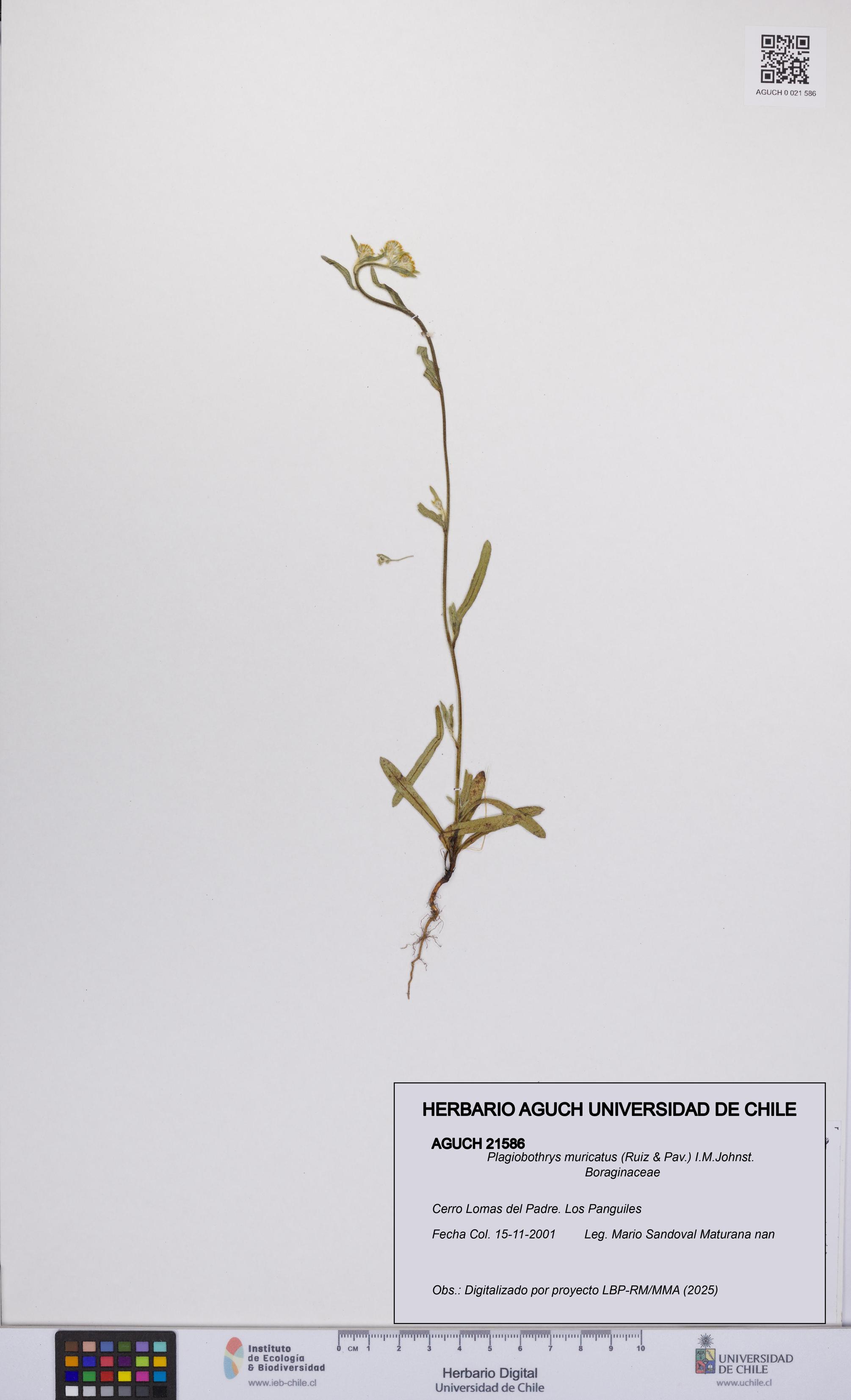 Plagiobothrys muricatus [Espécimen: ]