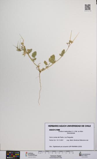 Erodium malacoides [Espécimen: UCH:AGUCH:0021588]