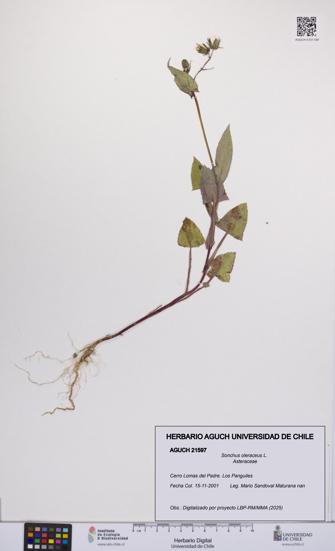 Sonchus oleraceus [Espécimen: UCH:AGUCH:0021597]