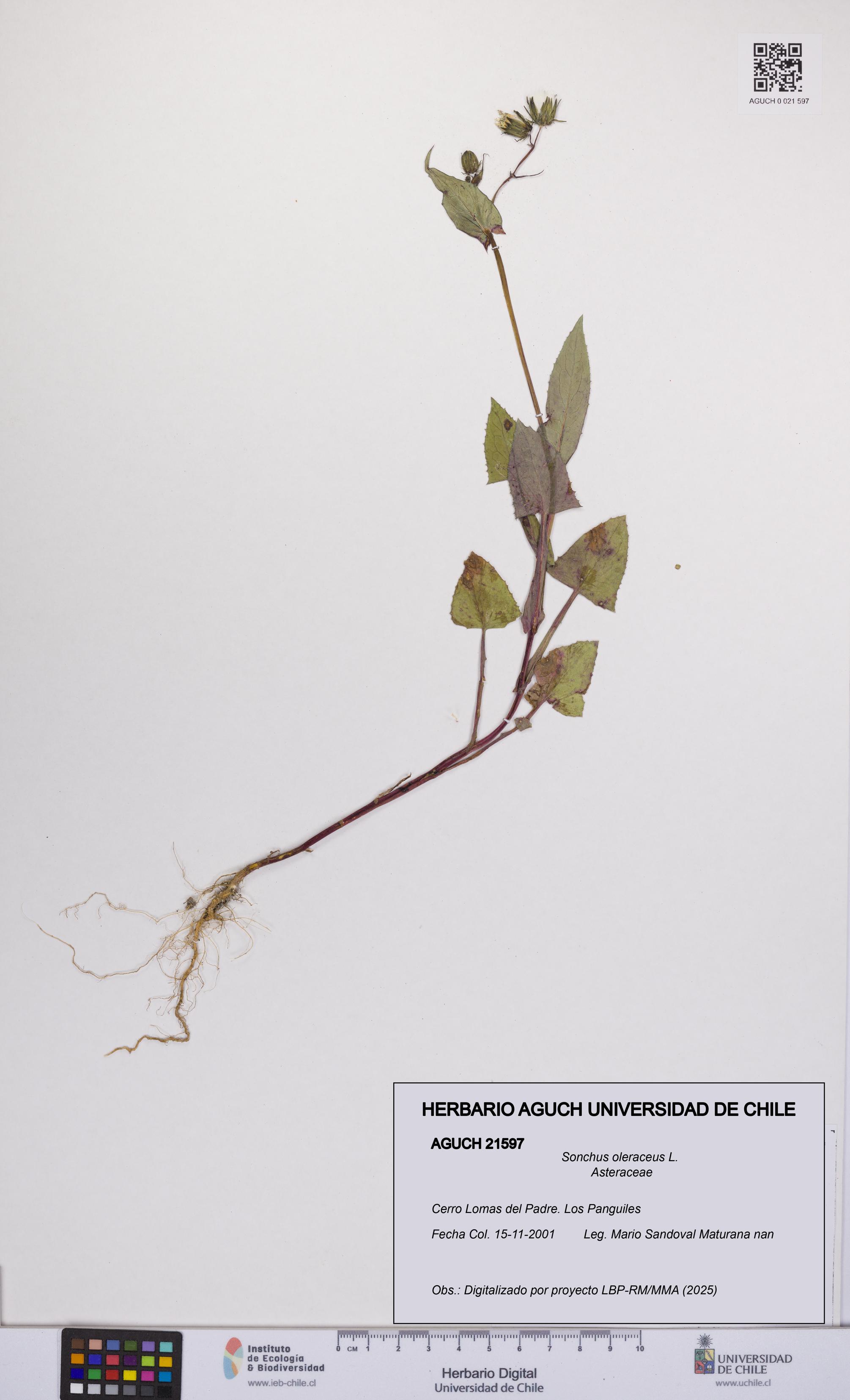 Sonchus oleraceus [Espécimen: UCH:AGUCH:0021597]