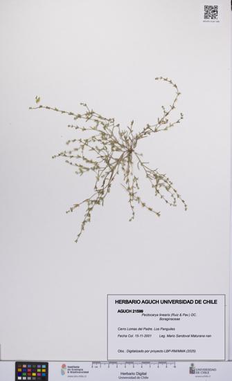 Pectocarya linearis [Espécimen: UCH:AGUCH:0021599]