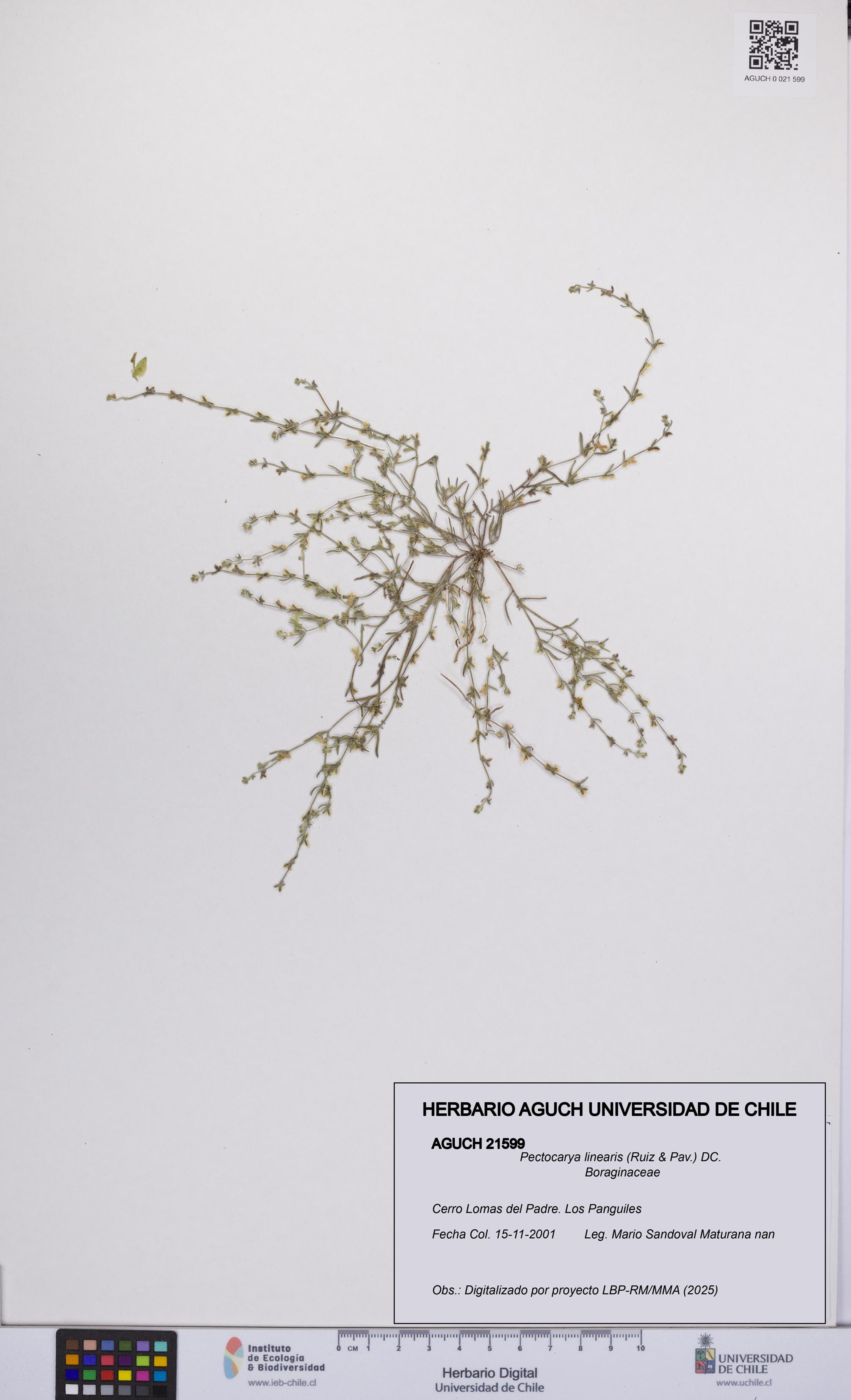 Pectocarya linearis [Espécimen: UCH:AGUCH:0021599]