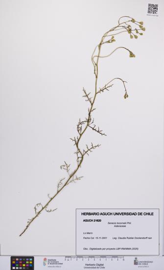 Senecio tocornalii [Espécimen: UCH:AGUCH:0021620]