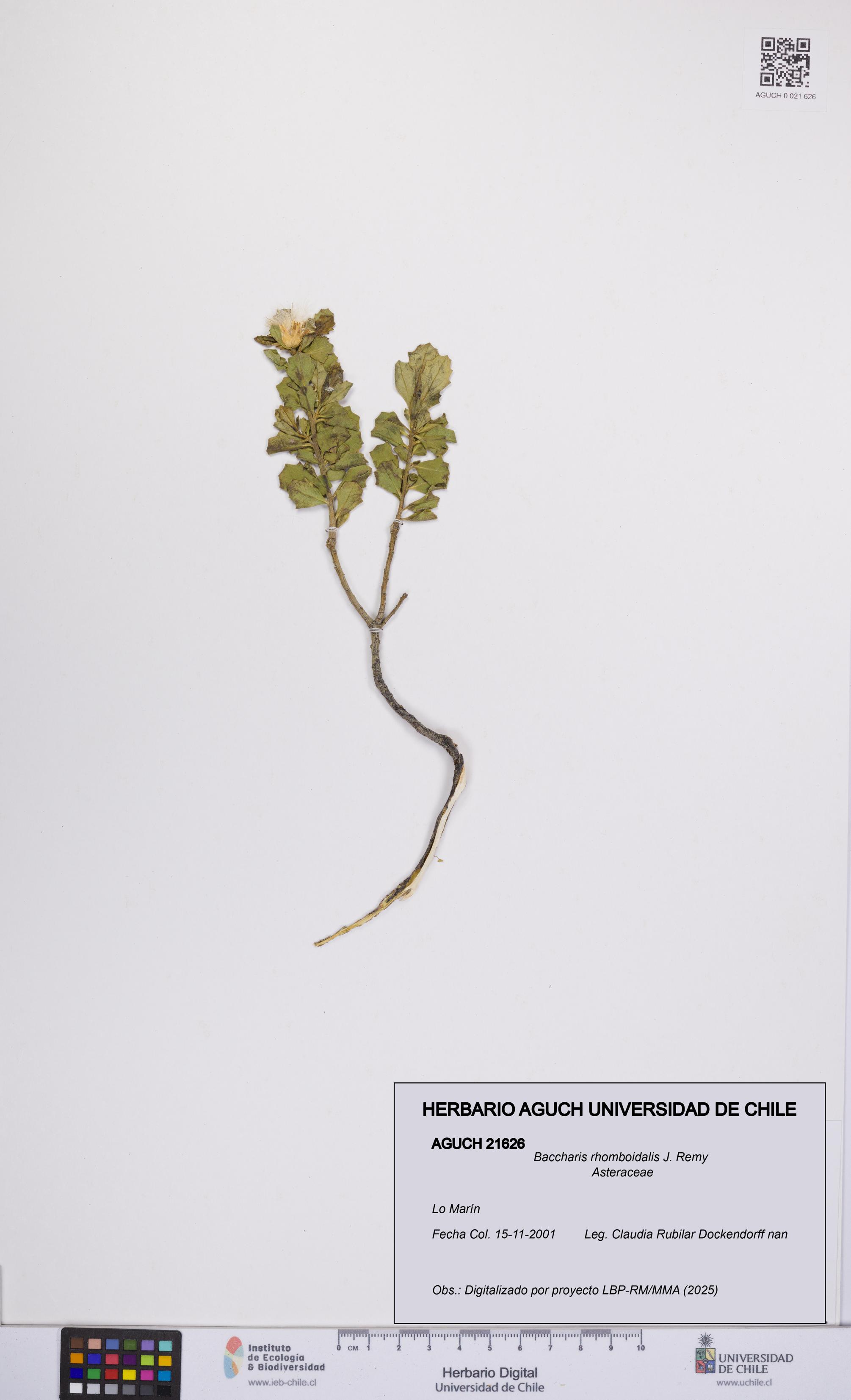 Baccharis rhomboidalis [Espécimen: UCH:AGUCH:0021626]