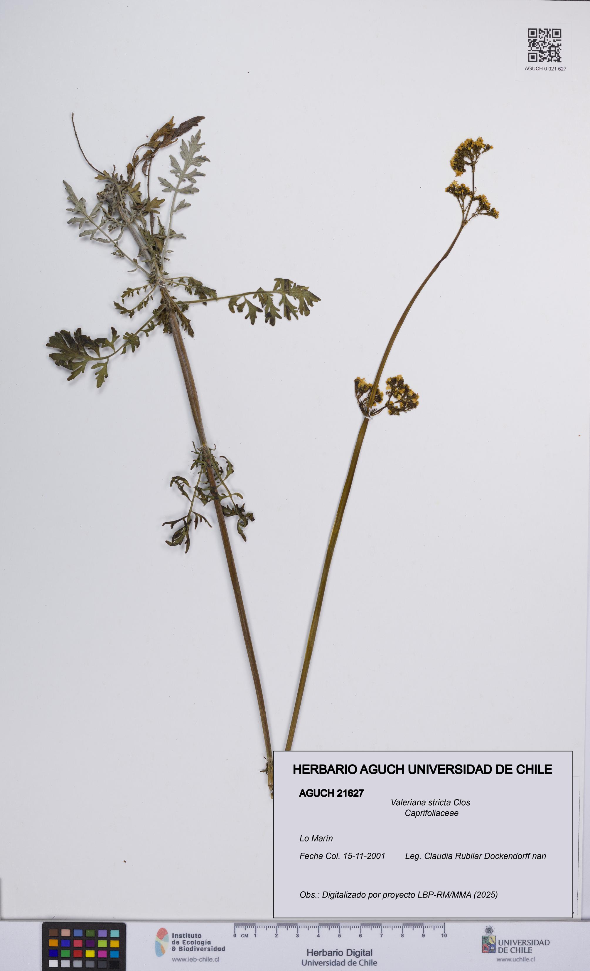 Valeriana stricta [Espécimen: UCH:AGUCH:0021627]