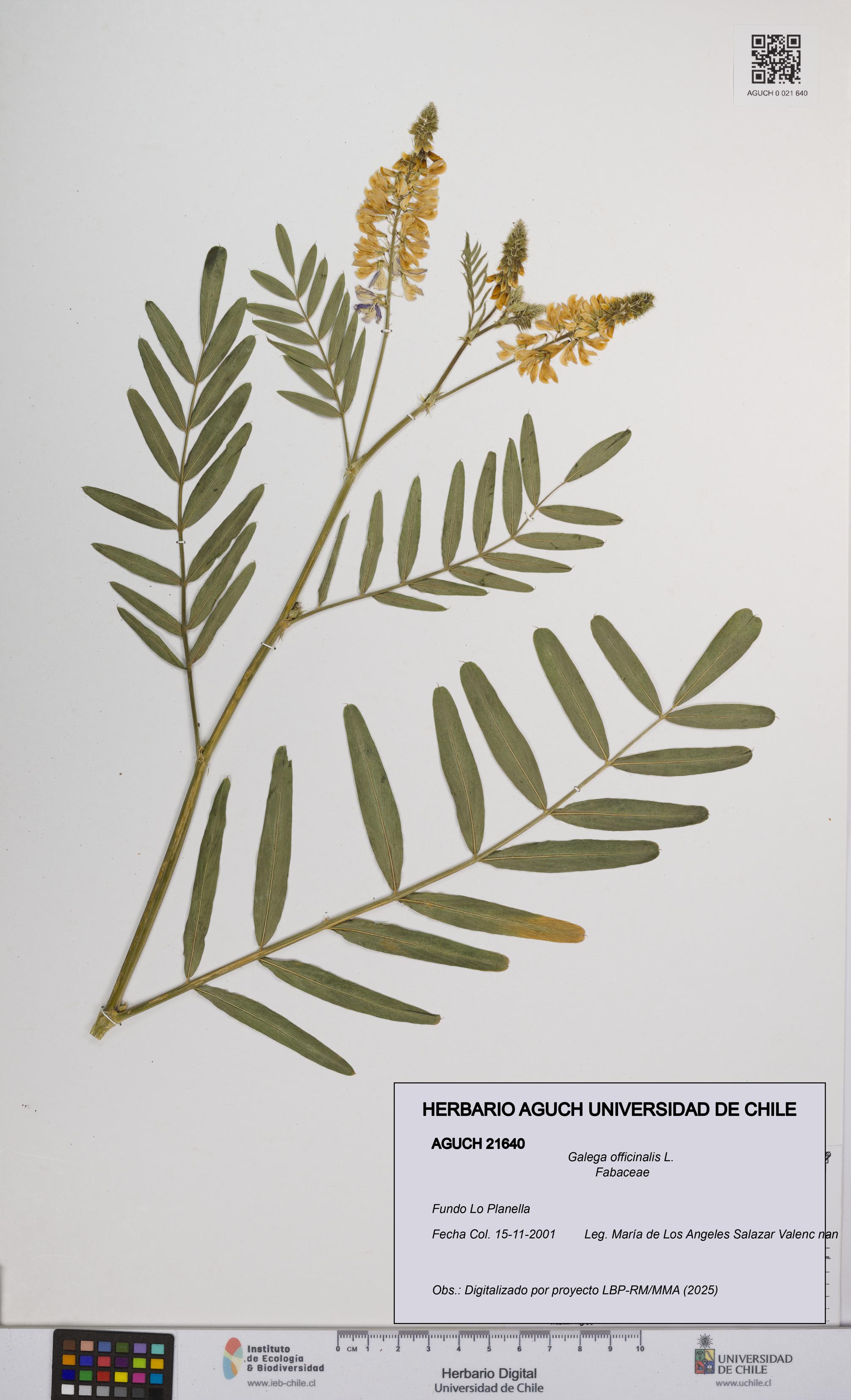 Galega officinalis [Espécimen: UCH:AGUCH:0021640]