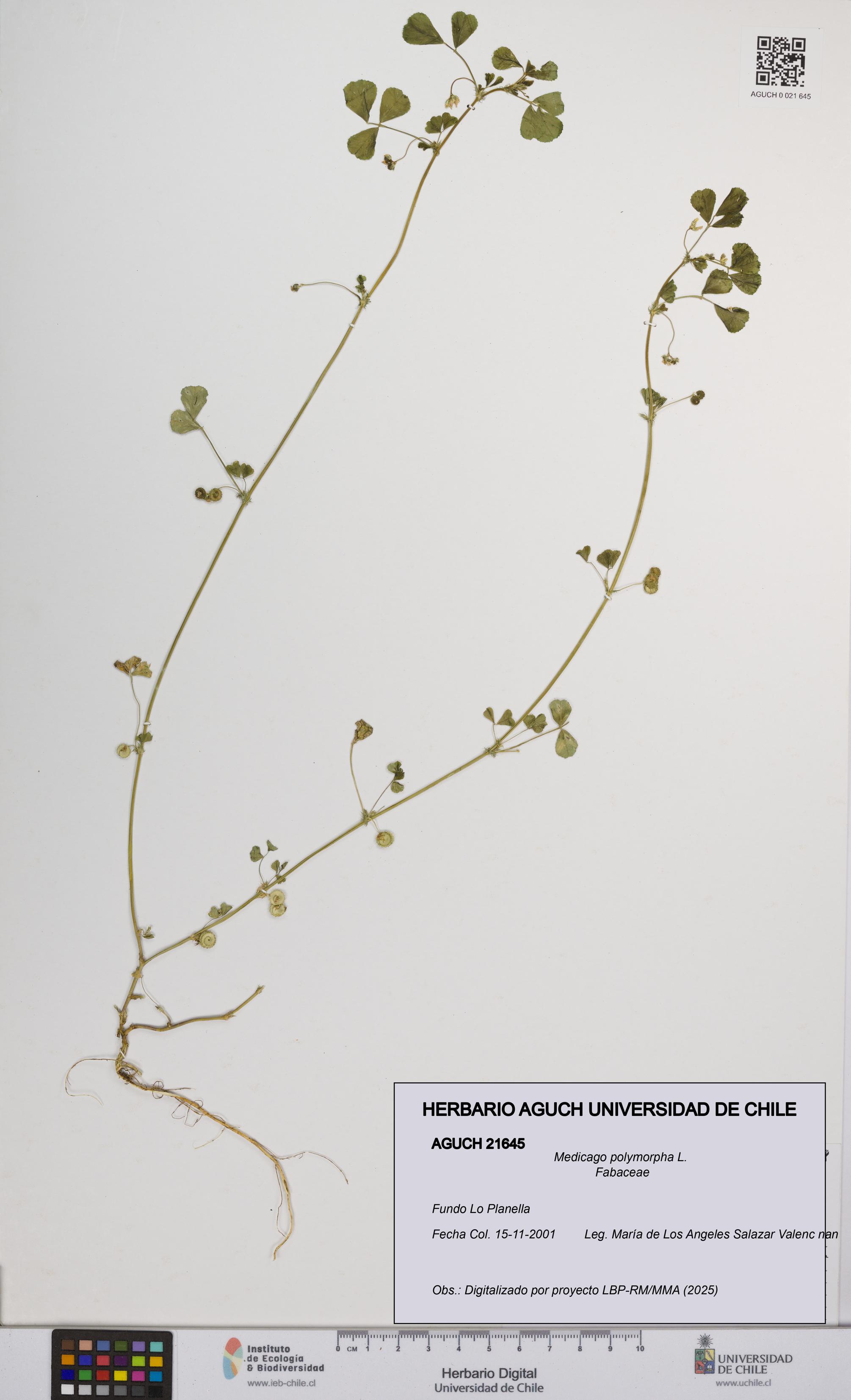 Medicago polymorpha [Espécimen: UCH:AGUCH:0021645]