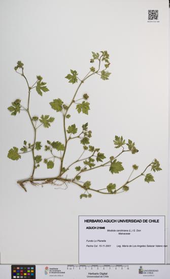Modiola caroliniana [Espécimen: UCH:AGUCH:0021646]
