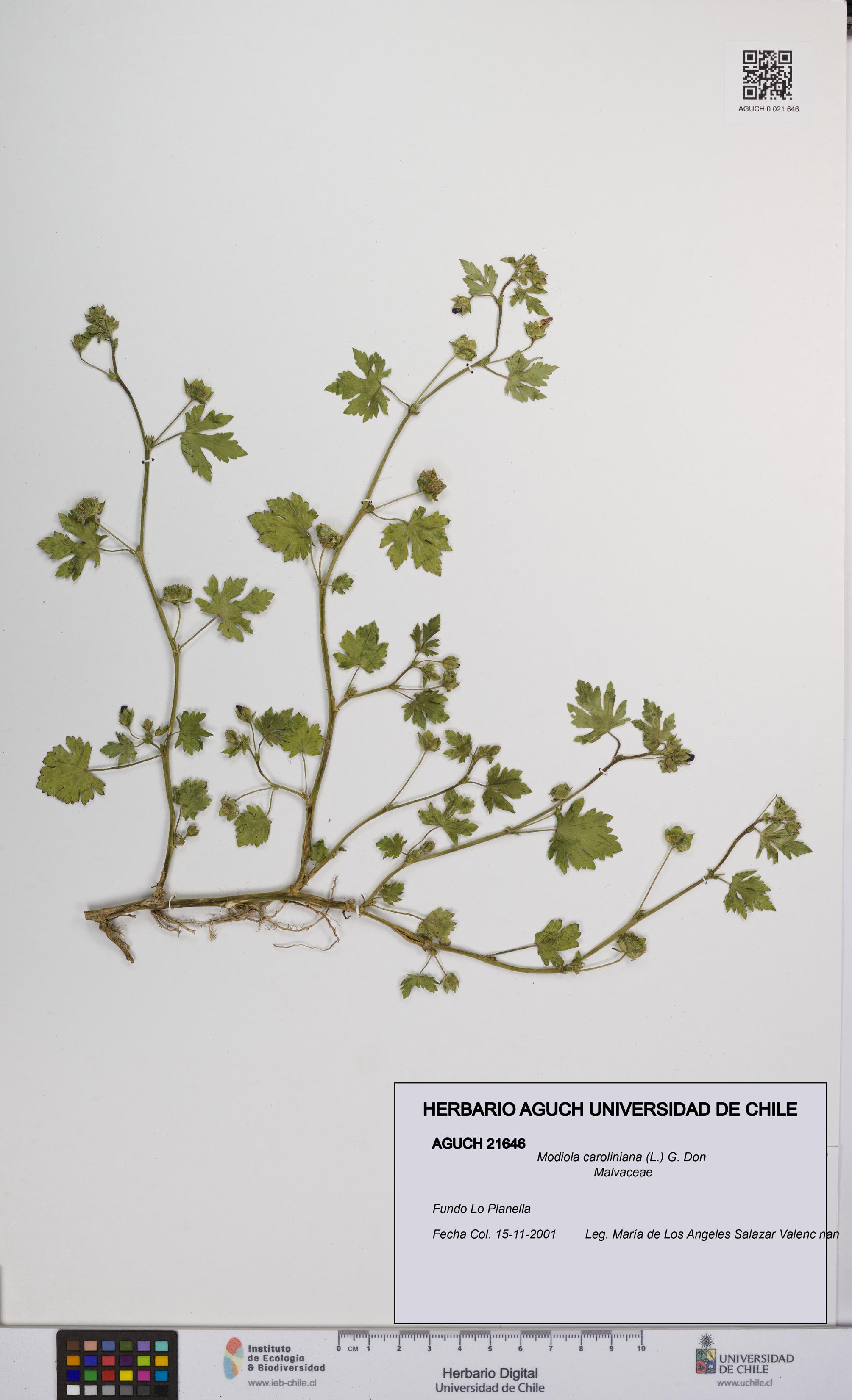 Modiola caroliniana [Espécimen: UCH:AGUCH:0021646]