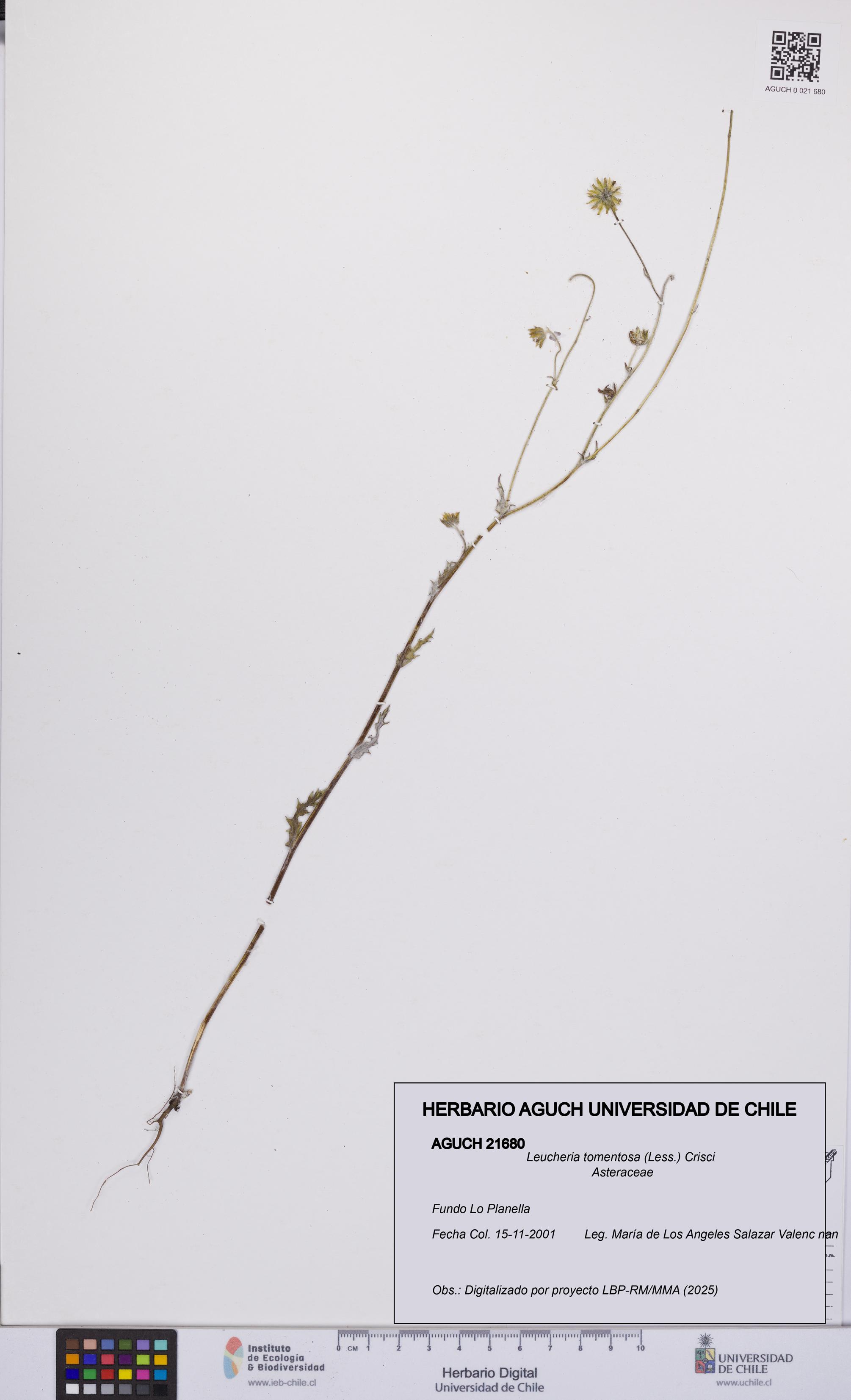 Leucheria tomentosa [Espécimen: UCH:AGUCH:0021680]