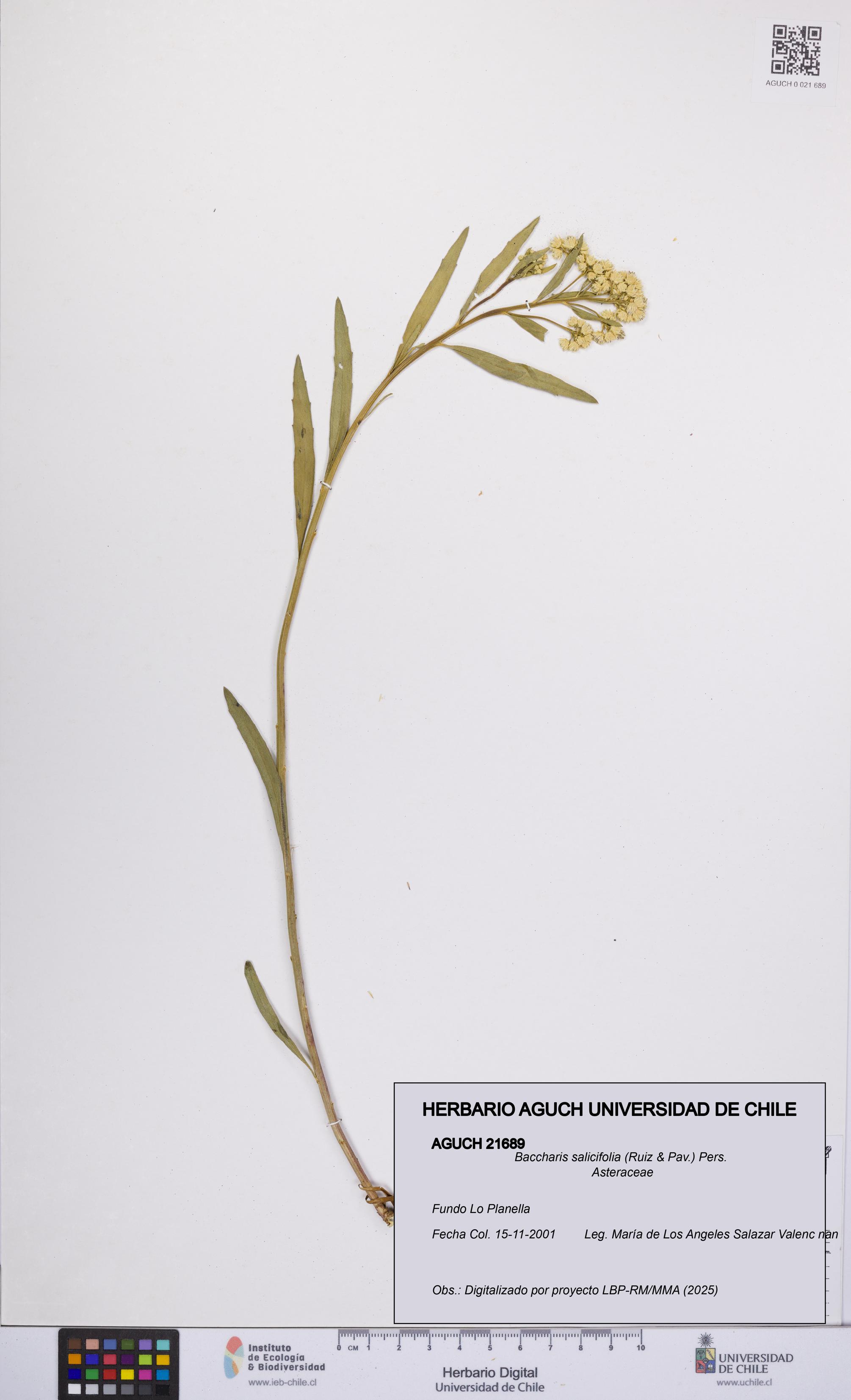 Baccharis salicifolia [Espécimen: UCH:AGUCH:0021689]