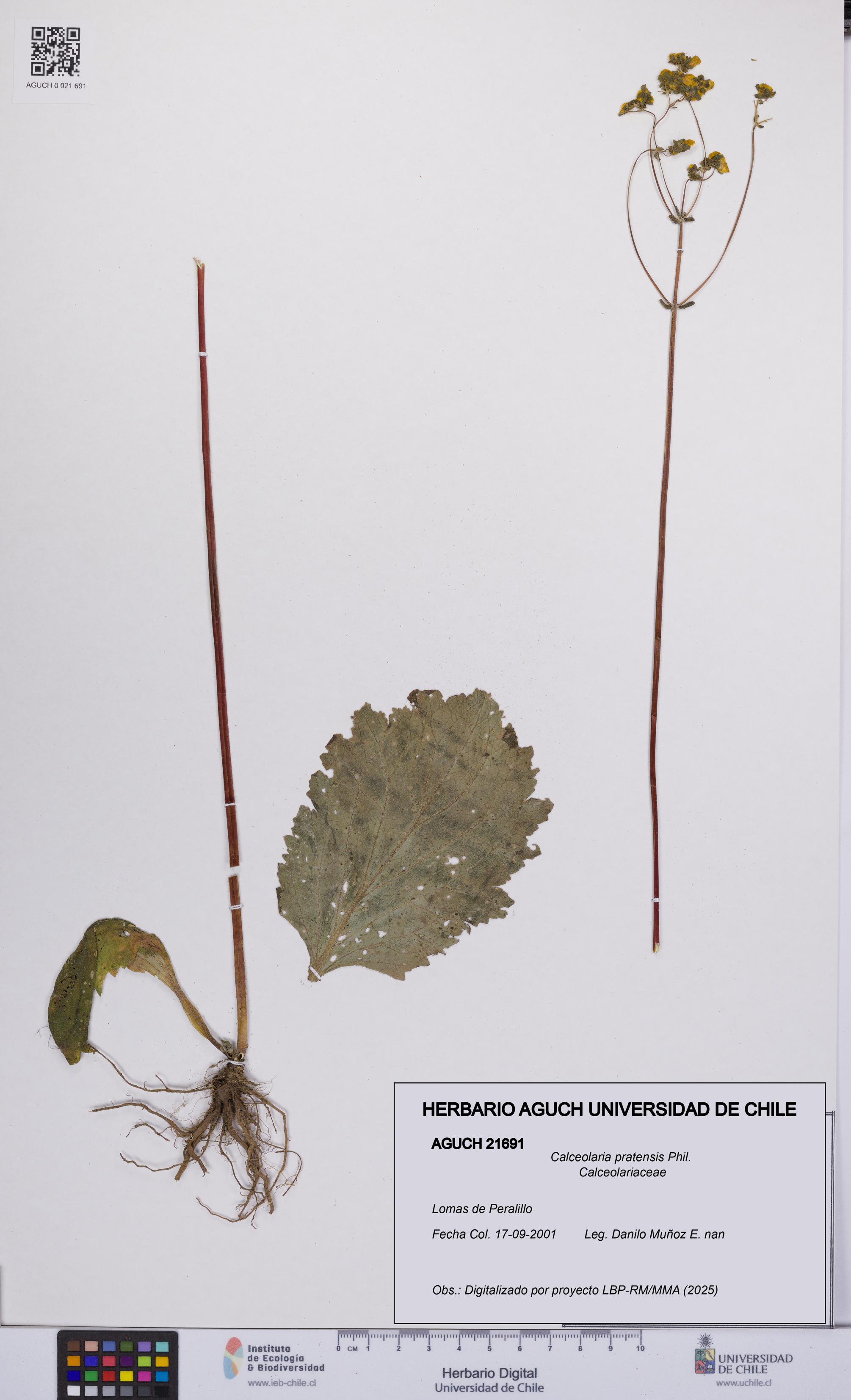 Calceolaria pratensis [Espécimen: UCH:AGUCH:0021691]