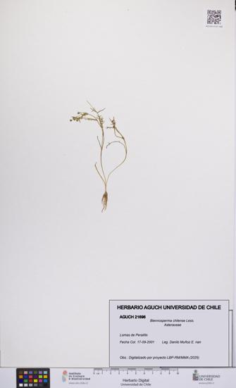 Blennosperma chilense [Espécimen: UCH:AGUCH:0021696]