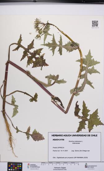 Sonchus oleraceus [Espécimen: UCH:AGUCH:0021733]