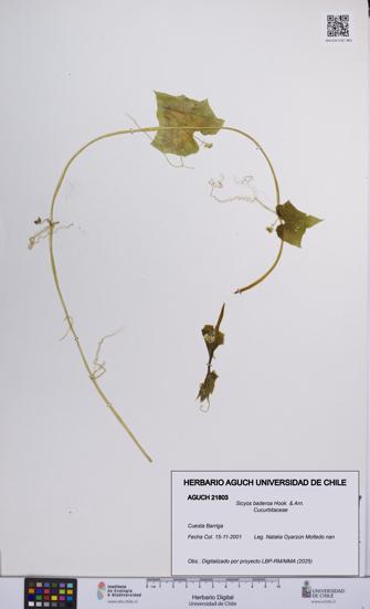 Sicyos baderoa [Espécimen: UCH:AGUCH:0021803]