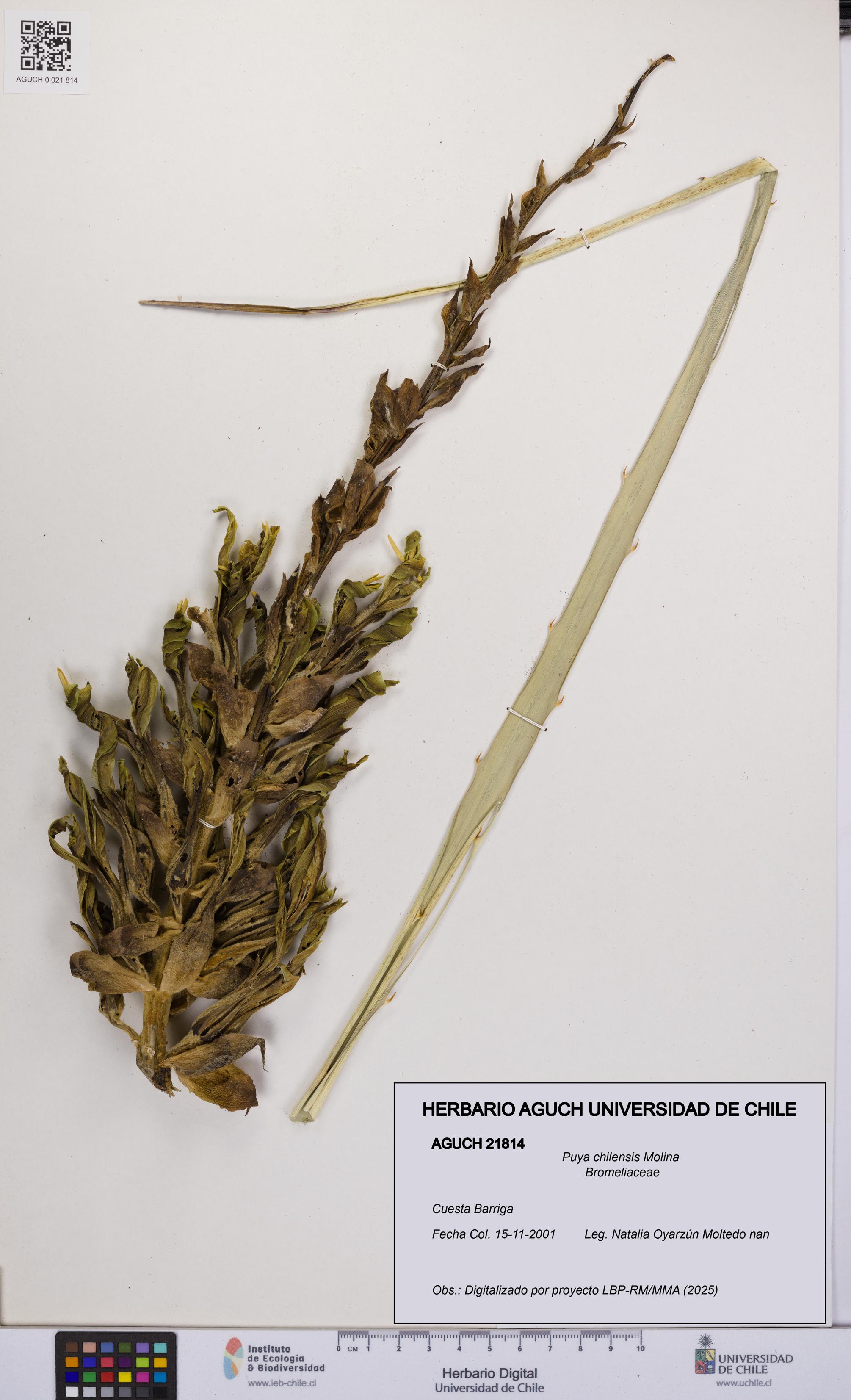 Puya chilensis [Espécimen: UCH:AGUCH:0021814]