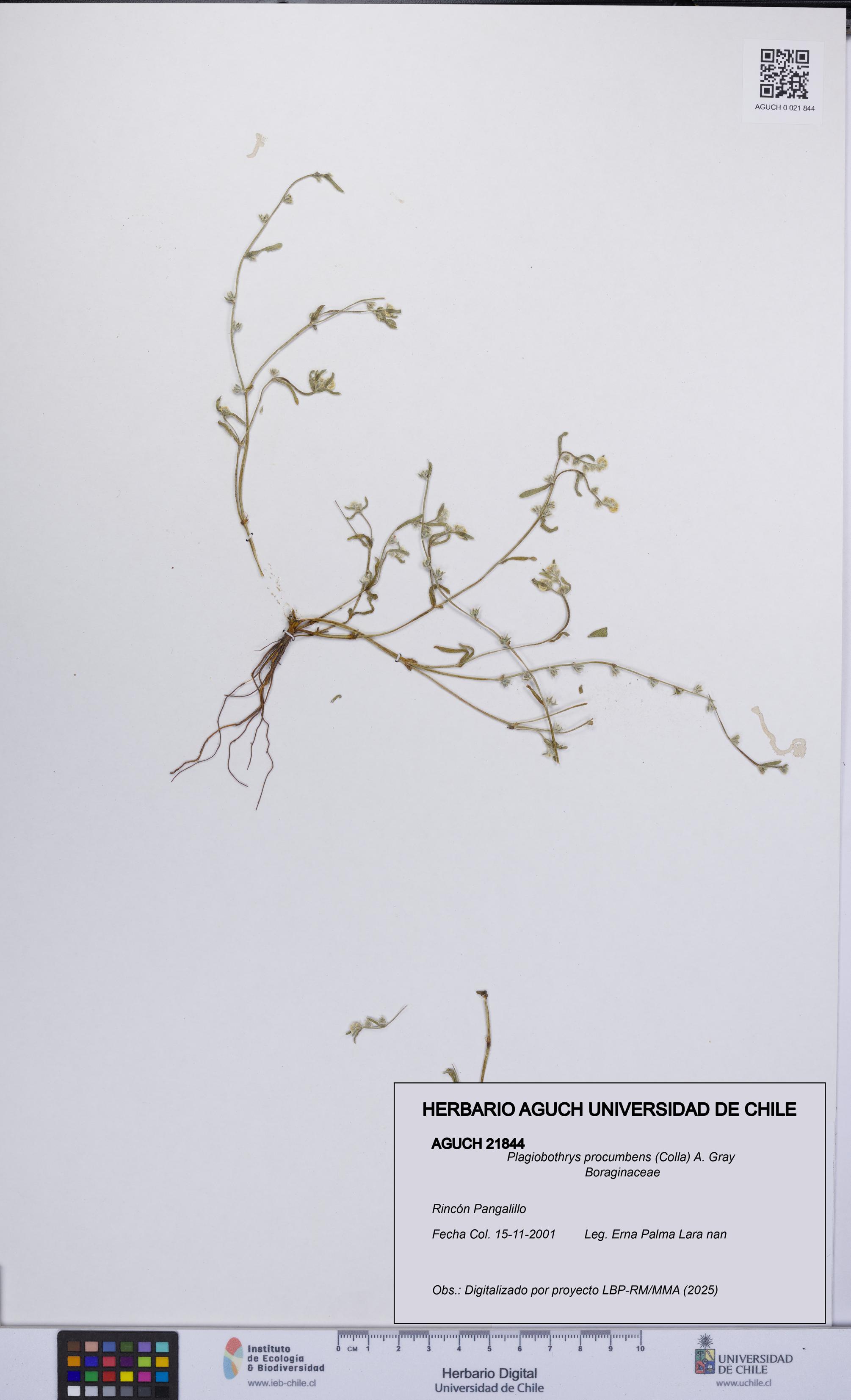Plagiobothrys procumbens [Espécimen: UCH:AGUCH:0021844]
