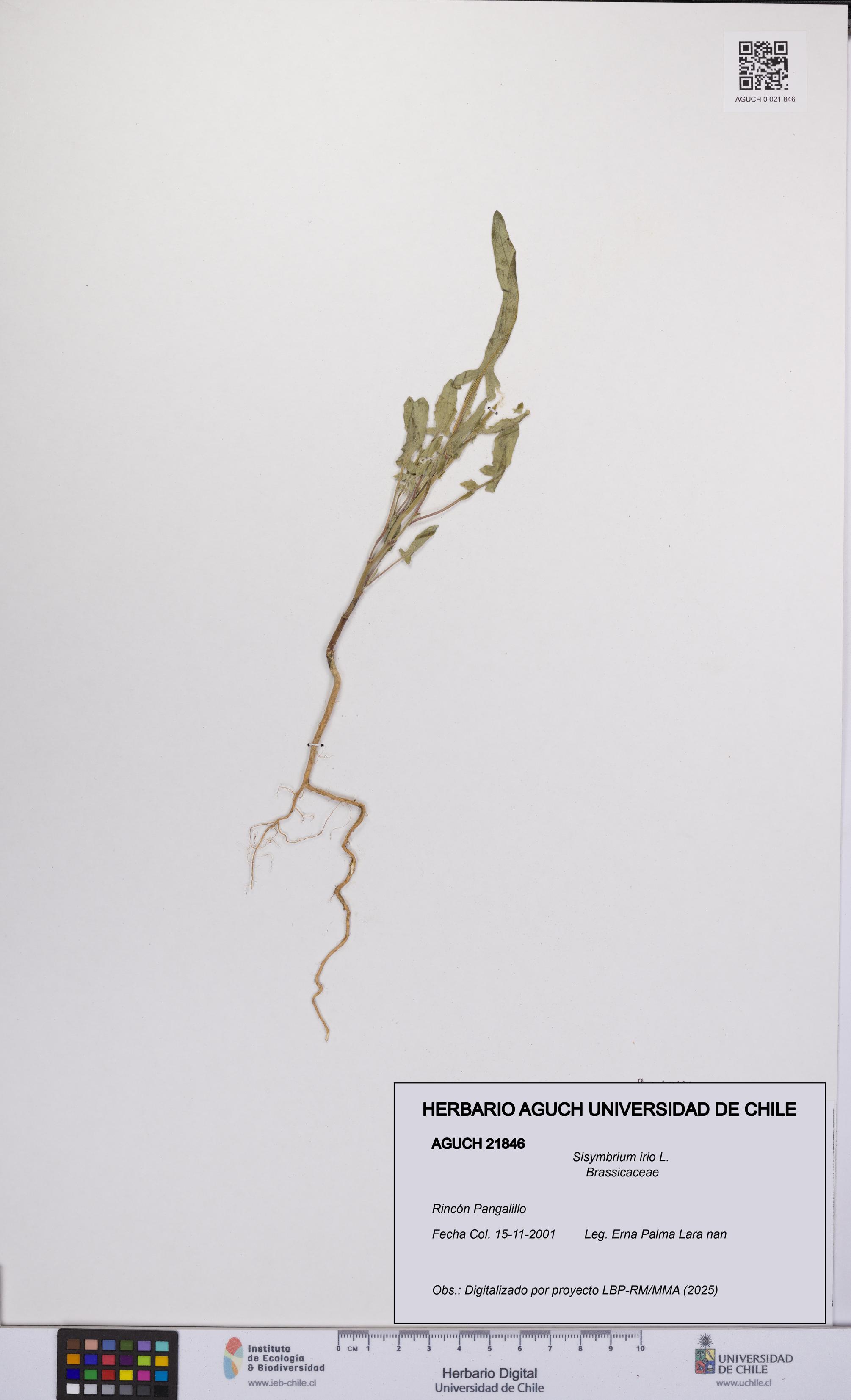 Sisymbrium irio [Espécimen: UCH:AGUCH:0021846]