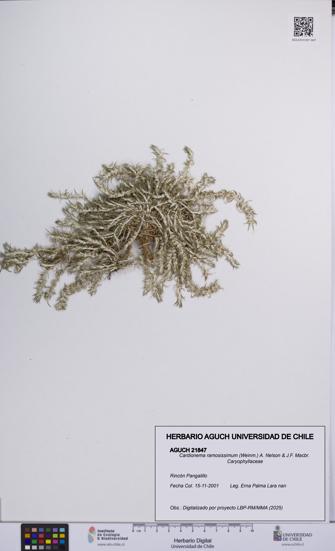 Cardionema ramosissimum [Espécimen: UCH:AGUCH:0021847]