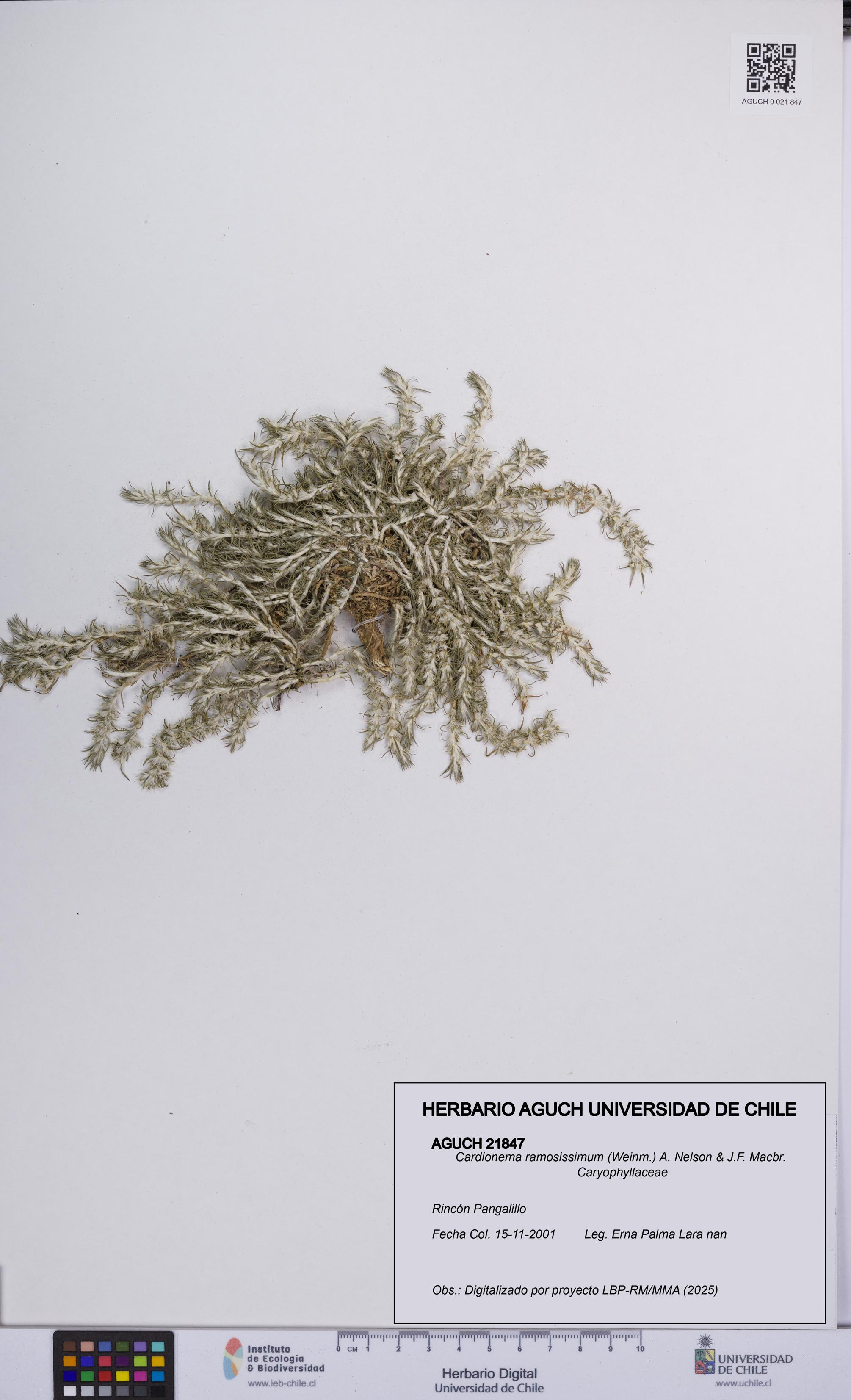 Cardionema ramosissimum [Espécimen: UCH:AGUCH:0021847]