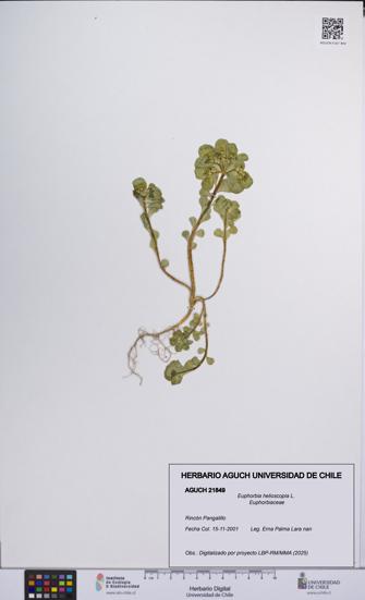 Euphorbia helioscopia [Espécimen: UCH:AGUCH:0021849]