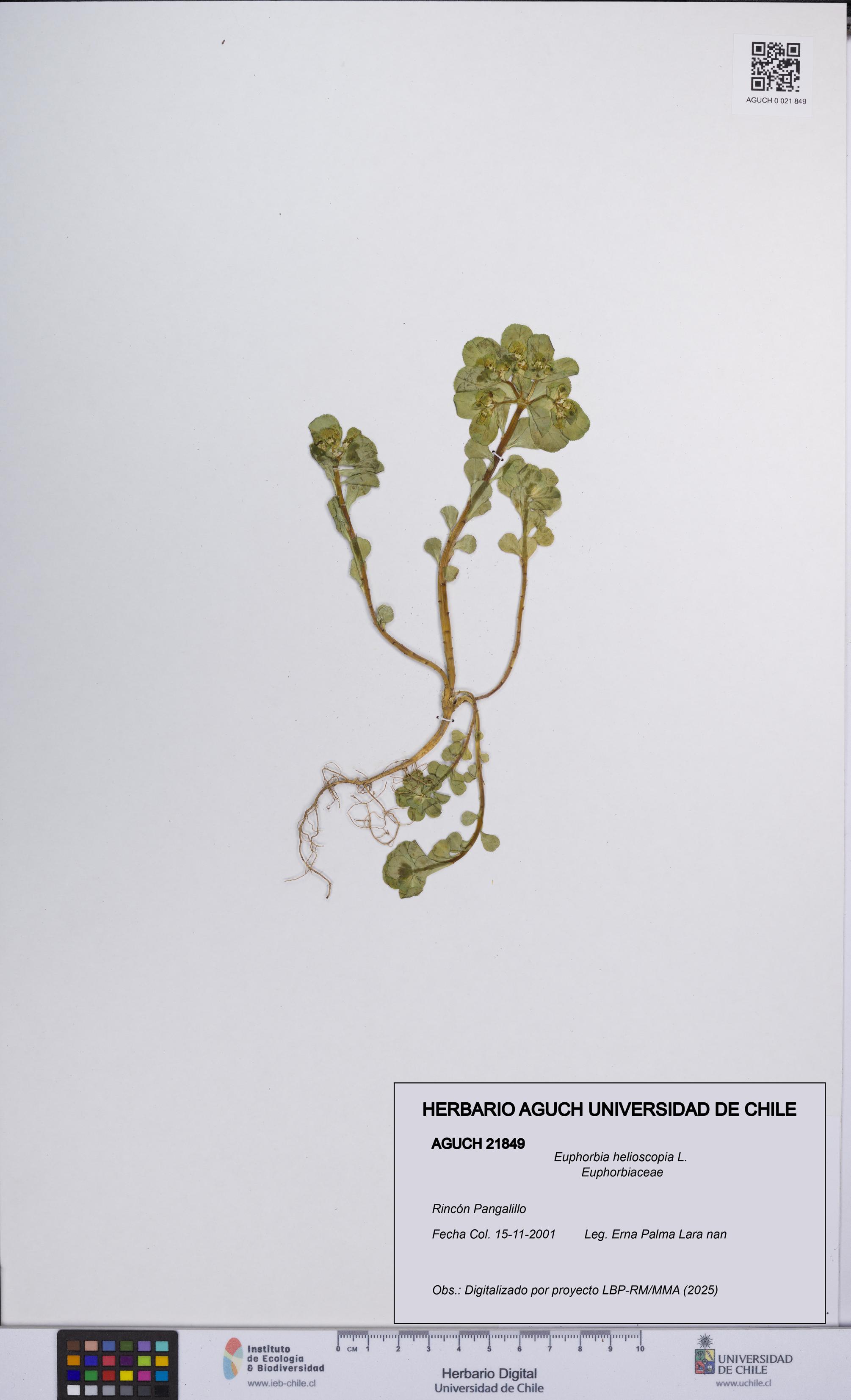 Euphorbia helioscopia [Espécimen: UCH:AGUCH:0021849]