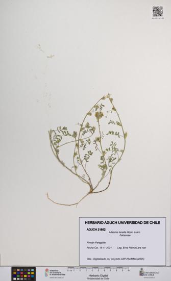 Adesmia tenella [Espécimen: UCH:AGUCH:0021852]