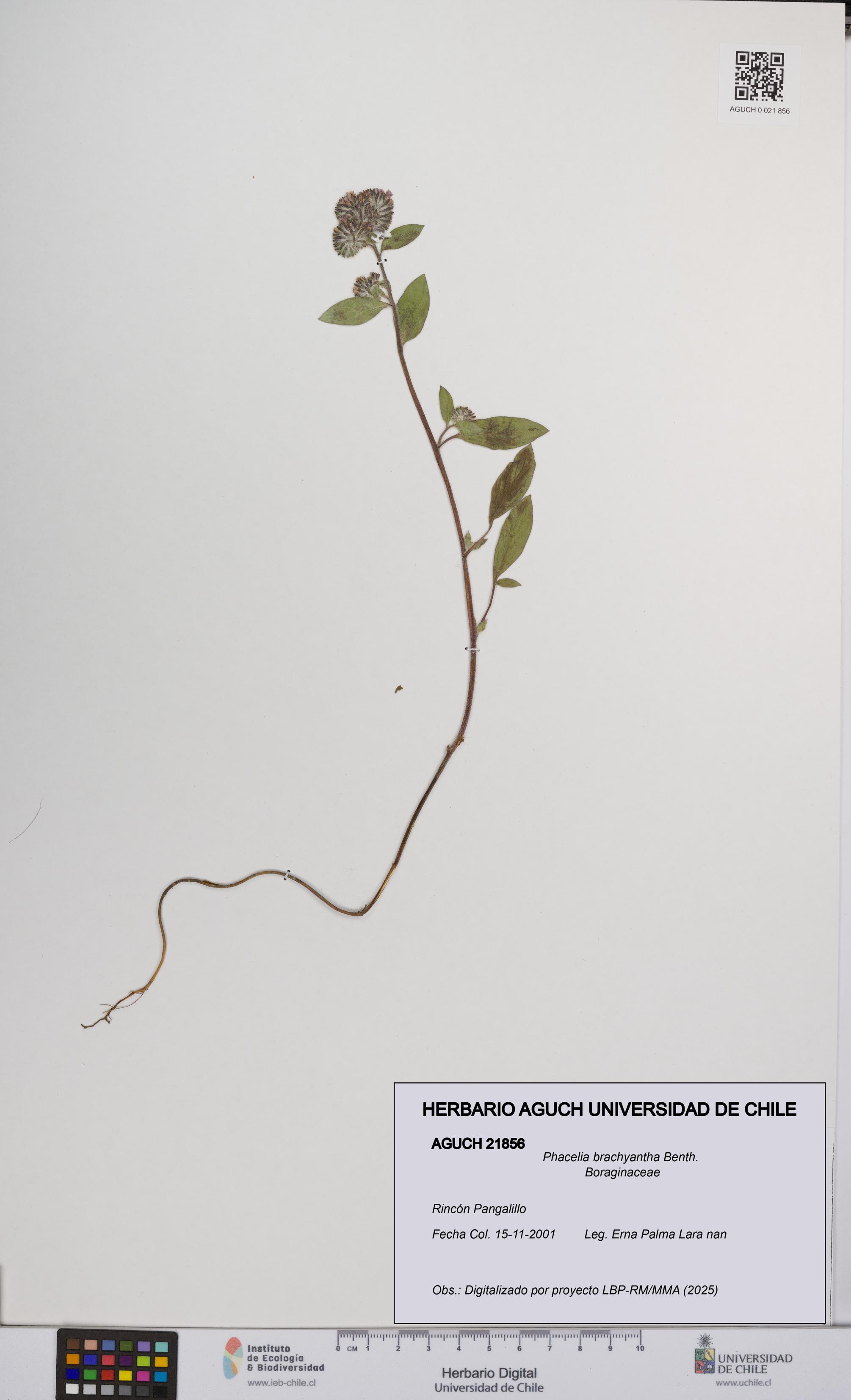 Phacelia brachyantha [Espécimen: UCH:AGUCH:0021856]