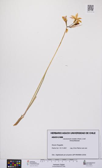 Leucocoryne ixioides [Espécimen: UCH:AGUCH:0021858]