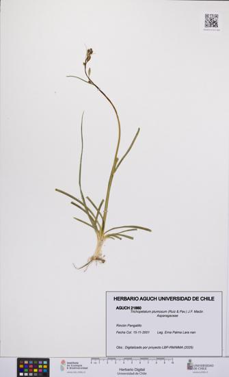 Trichopetalum plumosum [Espécimen: UCH:AGUCH:0021860]