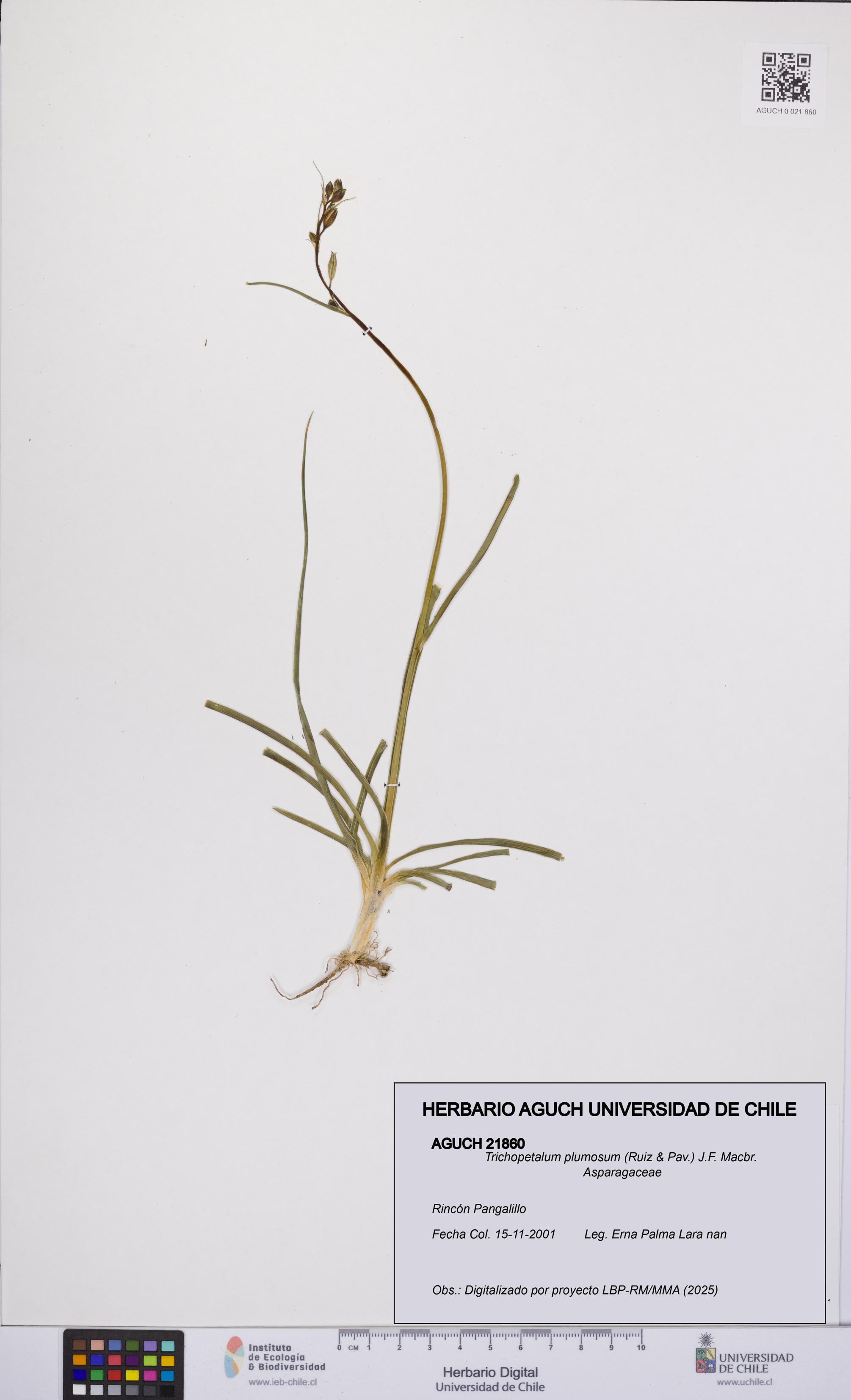 Trichopetalum plumosum [Espécimen: UCH:AGUCH:0021860]