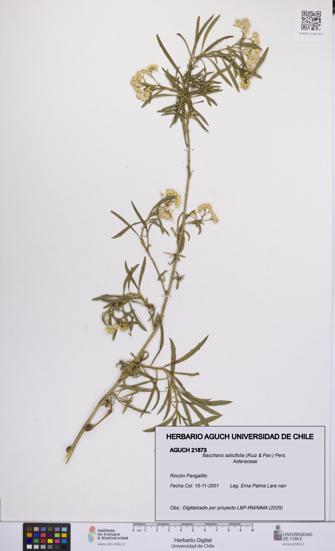 Baccharis salicifolia [Espécimen: UCH:AGUCH:0021873]