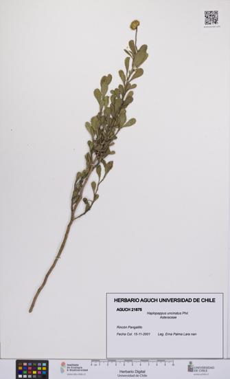 Haplopappus uncinatus [Espécimen: UCH:AGUCH:0021875]