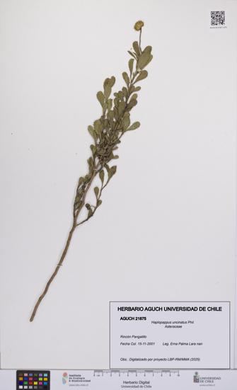 Haplopappus uncinatus [Espécimen: UCH:AGUCH:0021875]