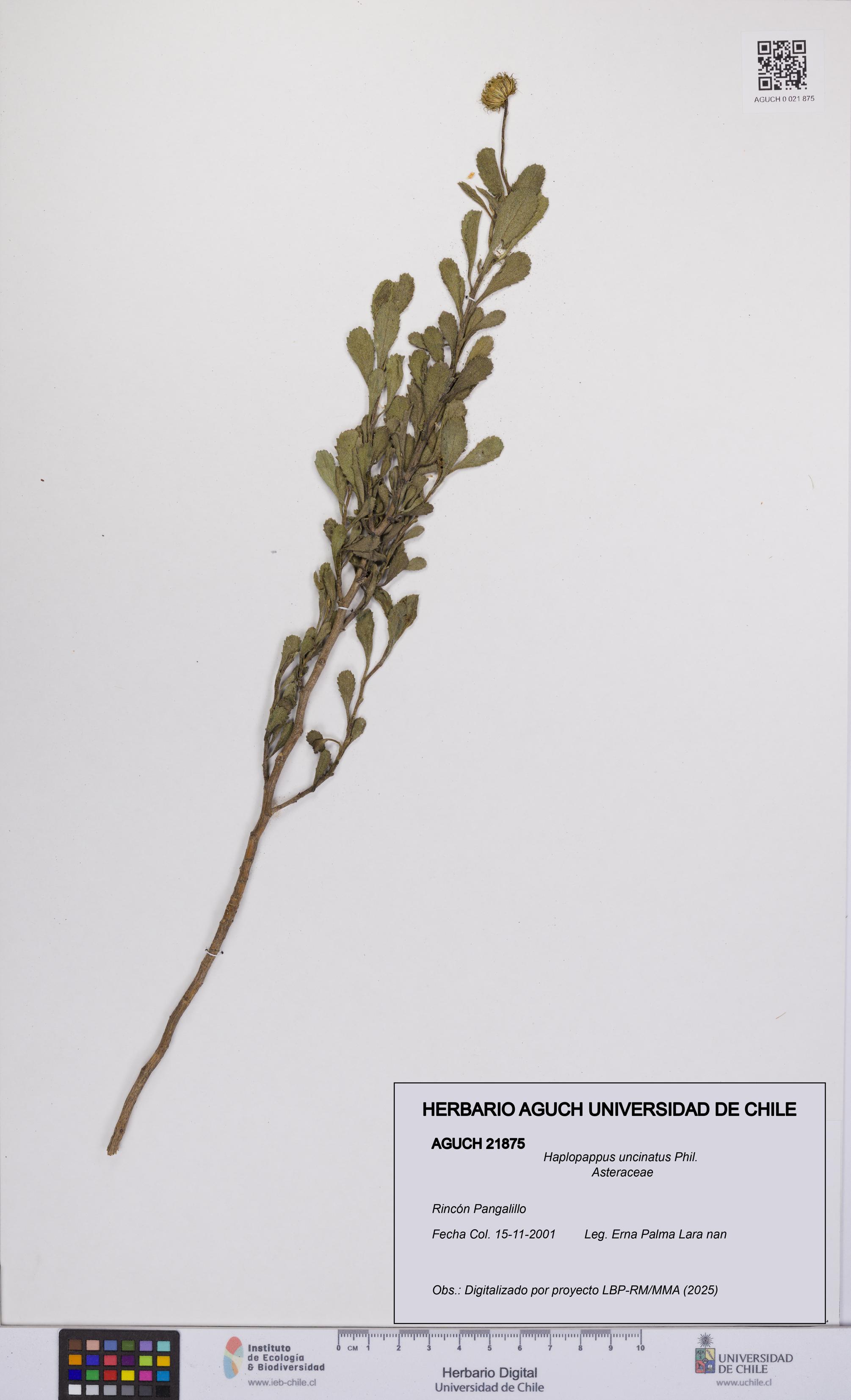 Haplopappus uncinatus [Espécimen: UCH:AGUCH:0021875]