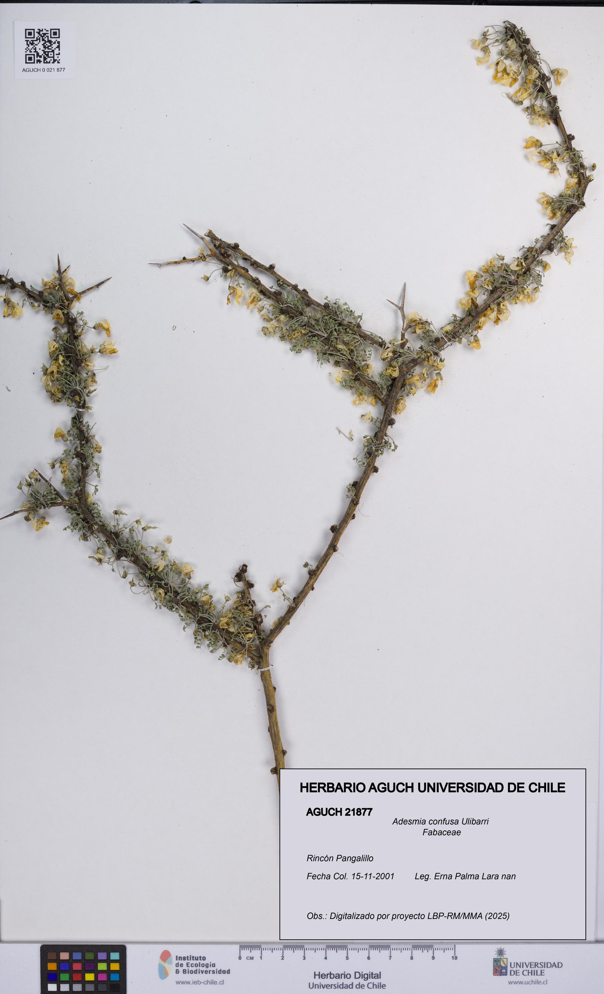 Adesmia confusa [Espécimen: UCH:AGUCH:0021877]