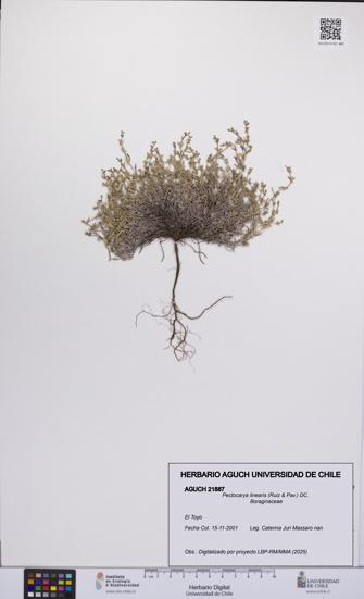 Pectocarya linearis [Espécimen: UCH:AGUCH:0021887]