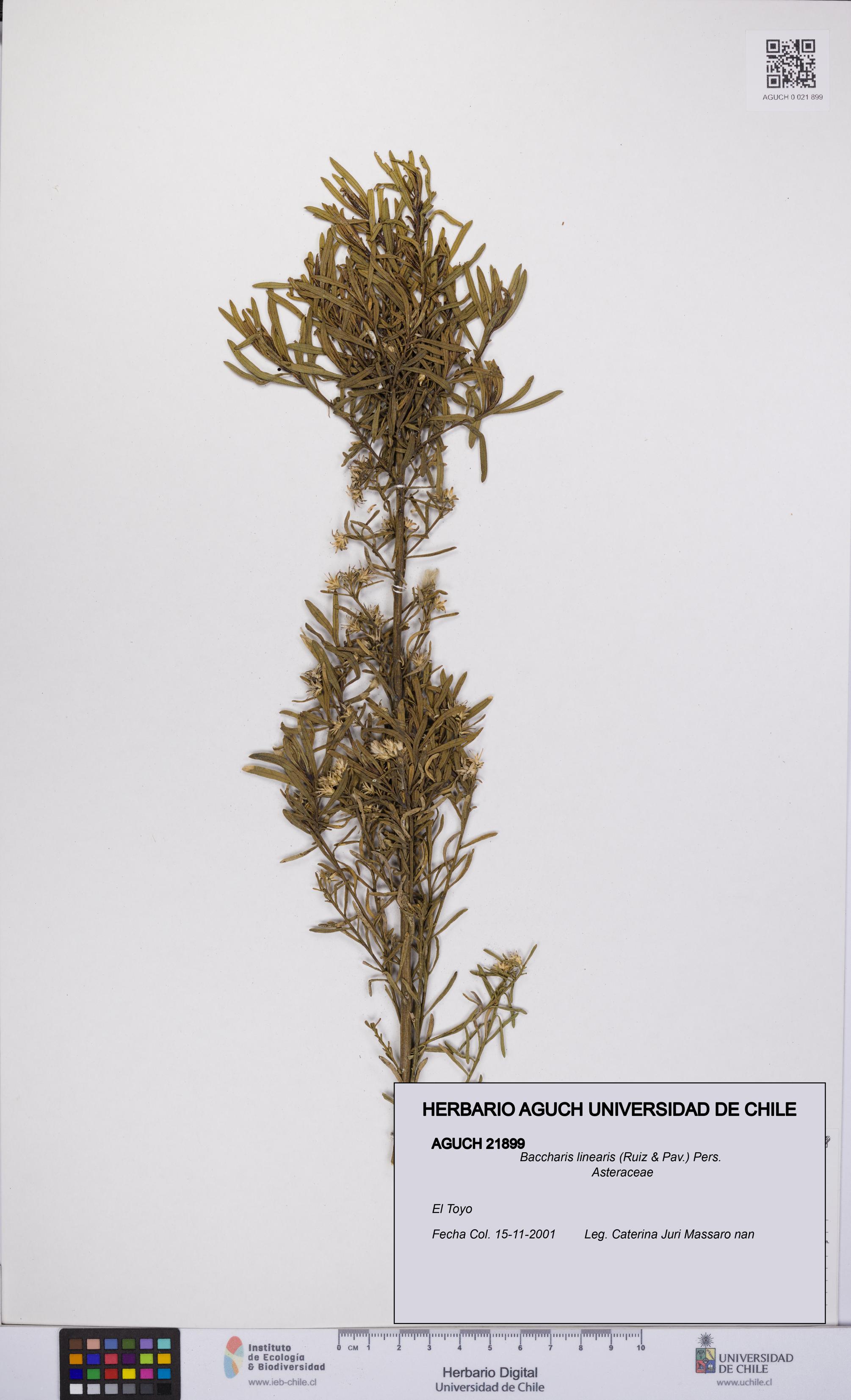 Baccharis linearis [Espécimen: UCH:AGUCH:0021899]