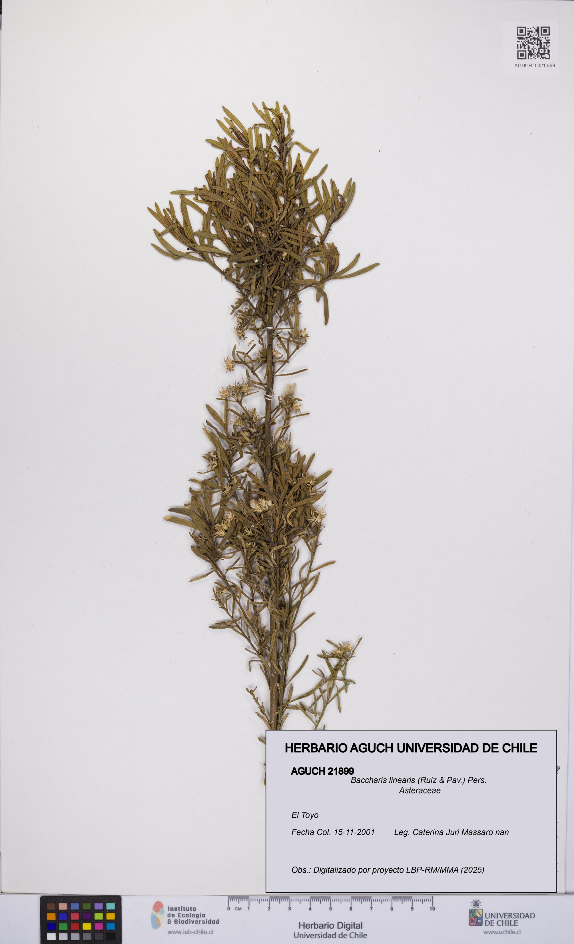 Baccharis linearis [Espécimen: UCH:AGUCH:0021899]