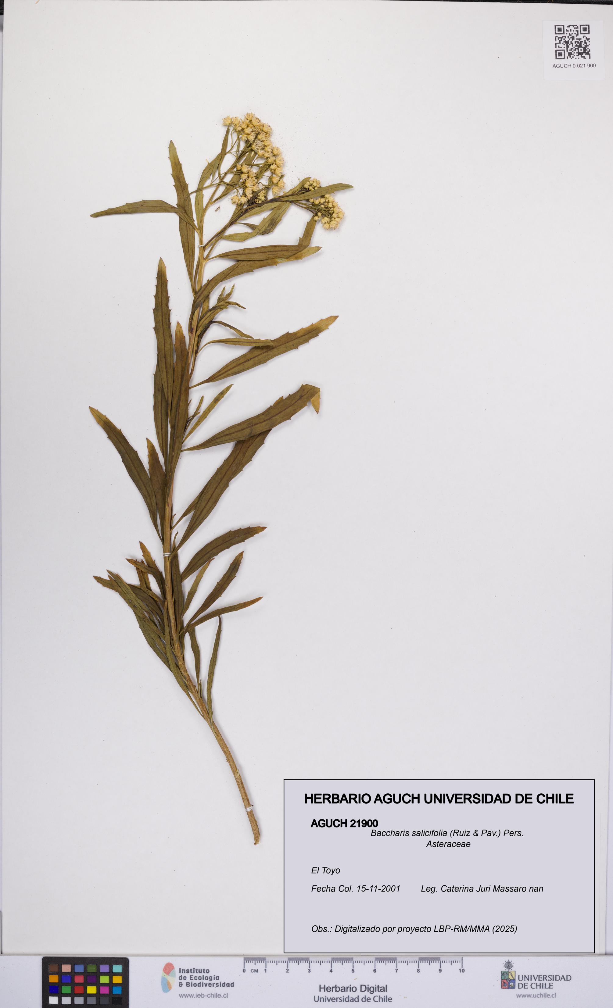 Baccharis salicifolia [Espécimen: UCH:AGUCH:0021900]
