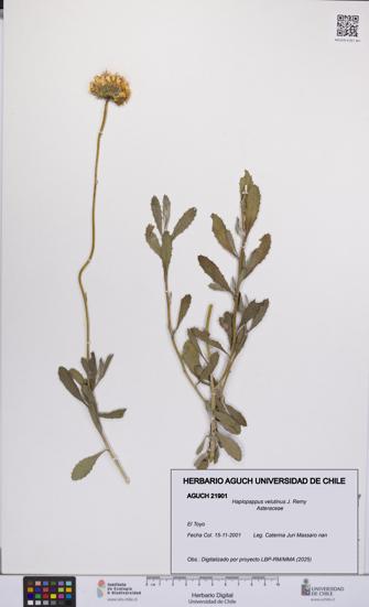 Haplopappus velutinus [Espécimen: UCH:AGUCH:0021901]