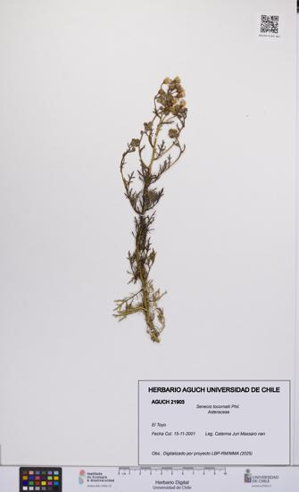 Senecio tocornalii [Espécimen: UCH:AGUCH:0021903]
