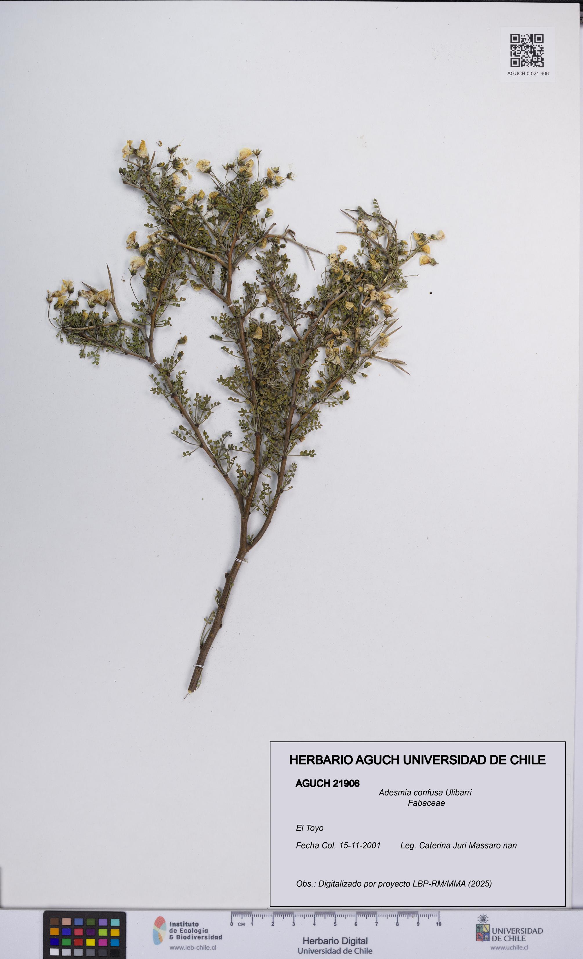 Adesmia confusa [Espécimen: UCH:AGUCH:0021906]