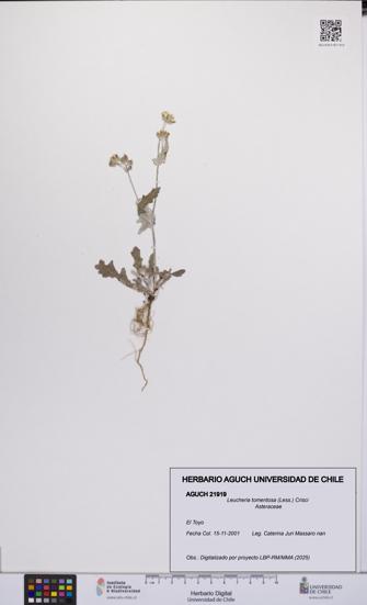 Leucheria tomentosa [Espécimen: UCH:AGUCH:0021919]