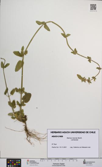 Stachys macraei [Espécimen: UCH:AGUCH:0021923]