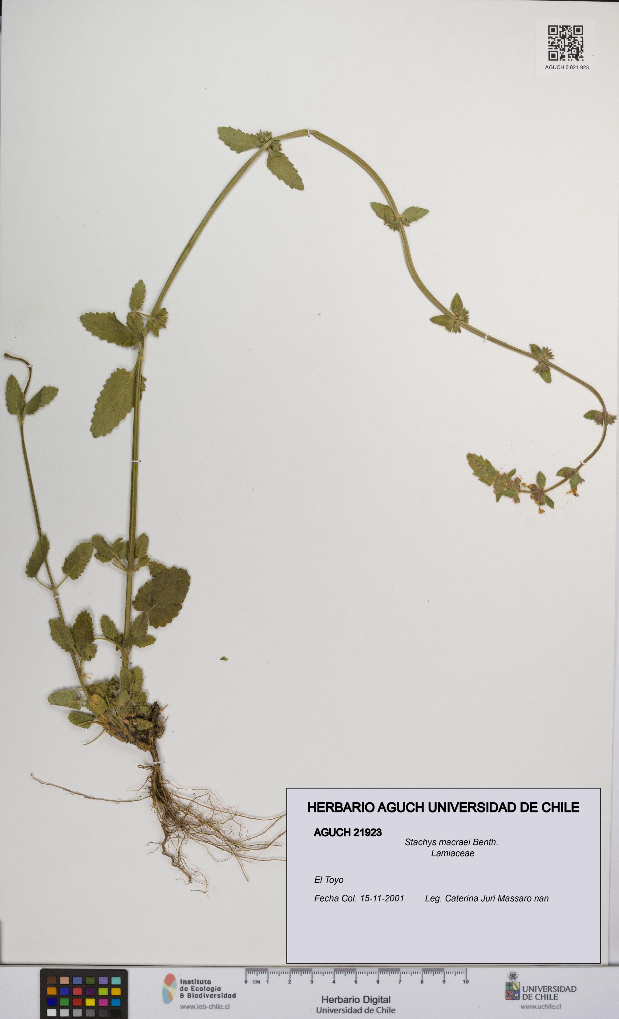 Stachys macraei [Espécimen: UCH:AGUCH:0021923]