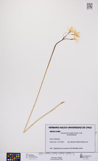 Leucocoryne ixioides [Espécimen: UCH:AGUCH:0021961]