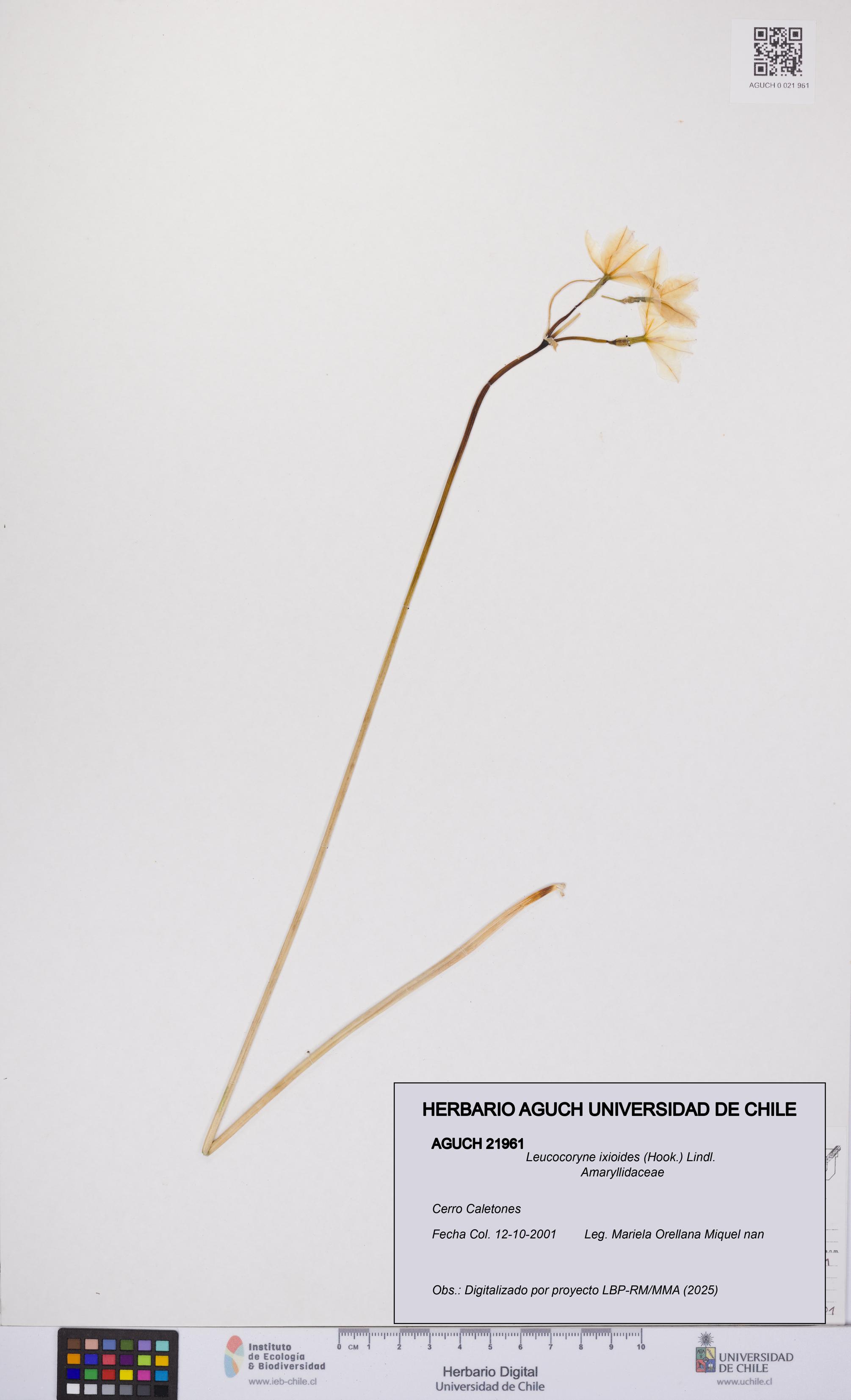 Leucocoryne ixioides [Espécimen: UCH:AGUCH:0021961]